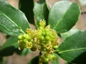 2009-02-20-029-Unknown-Plant
