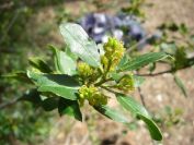 2009-02-20-030-Unknown-Plant