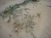 2009-02-21-004-Unknown-Yellow