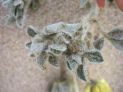 2009-02-21-009-Unknown-Yellow
