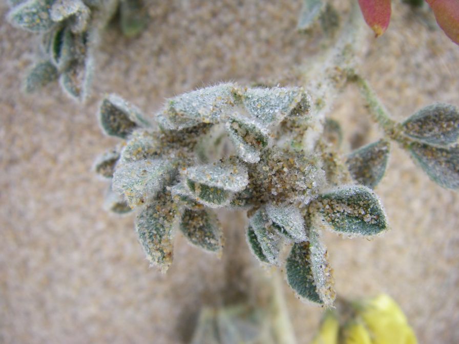 2009-02-21-009-Unknown-Yellow