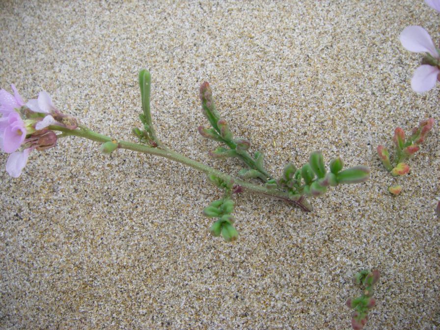 2009-02-21-011-Stocks-on-beach