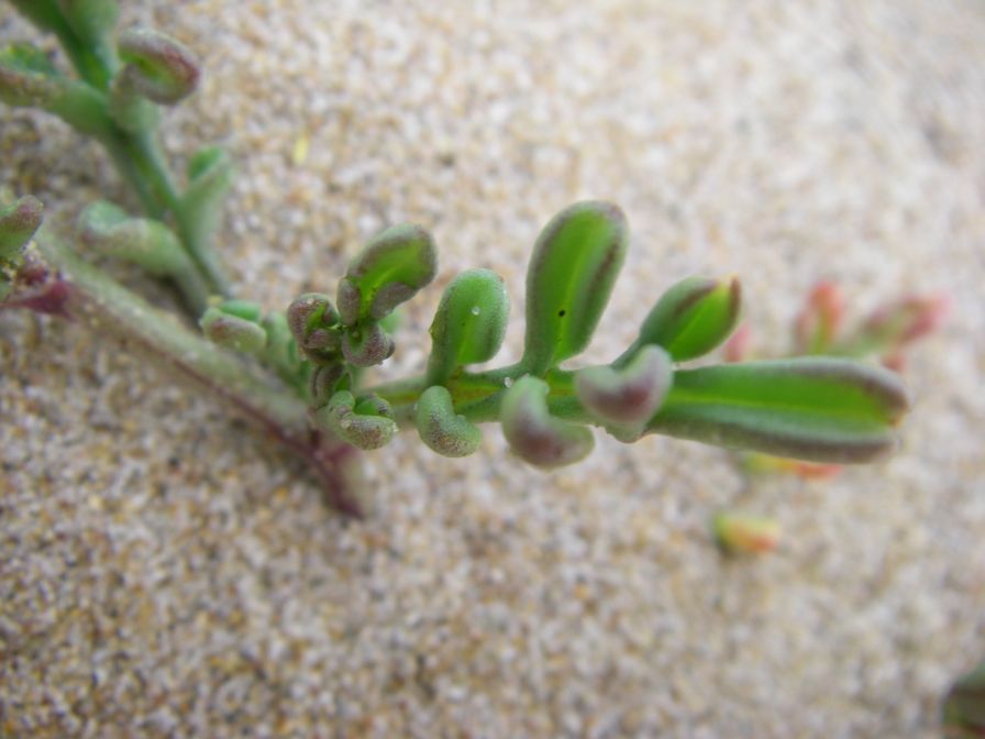 2009-02-21-012-Stocks-on-beach
