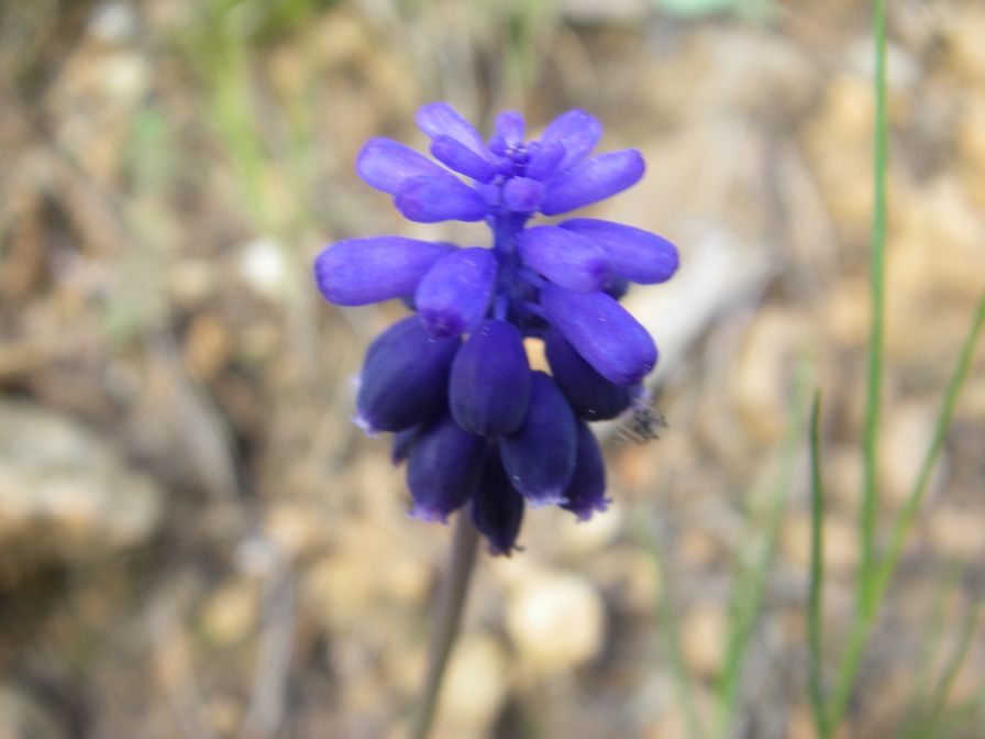 2009-04-06-002-Muscari