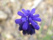 2009-04-06-003-Muscari