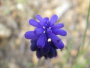 2009-04-06-004-Muscari