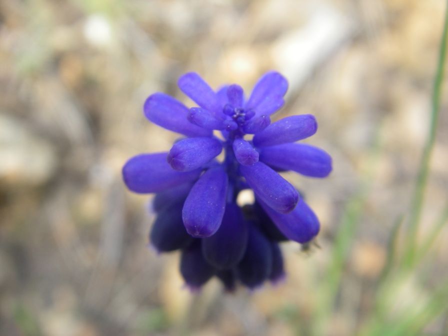 2009-04-06-004-Muscari