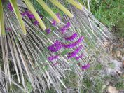 2009-04-06-005-Vetch-Vicia-villosa