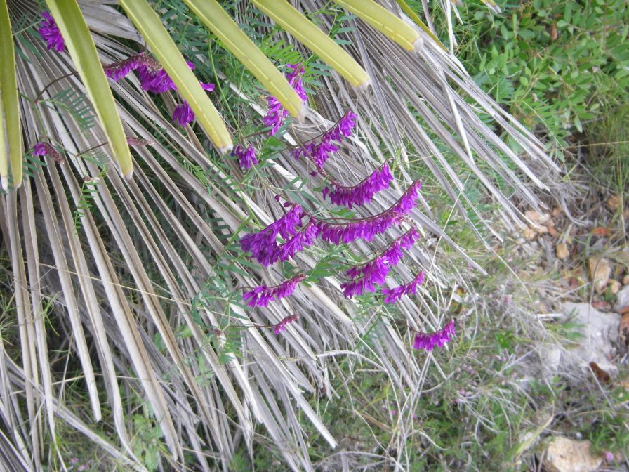 2009-04-06-005-Vetch-Vicia-villosa
