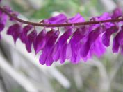 2009-04-06-006-Vetch-Vicia-villosa