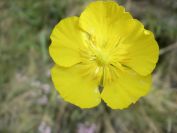 2009-04-06-008-Ranunculus