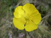 2009-04-06-009-Ranunculus