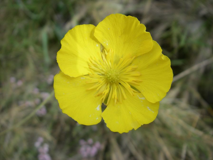 2009-04-06-009-Ranunculus