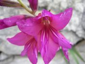 2009-04-06-010-Gladiolus