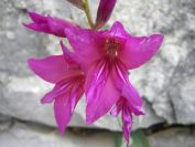 2009-04-06-011-Gladiolus