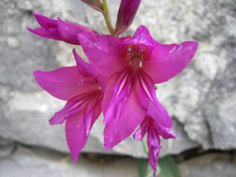2009-04-06-011-Gladiolus