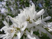 2009-04-06-014-Unknown-tree