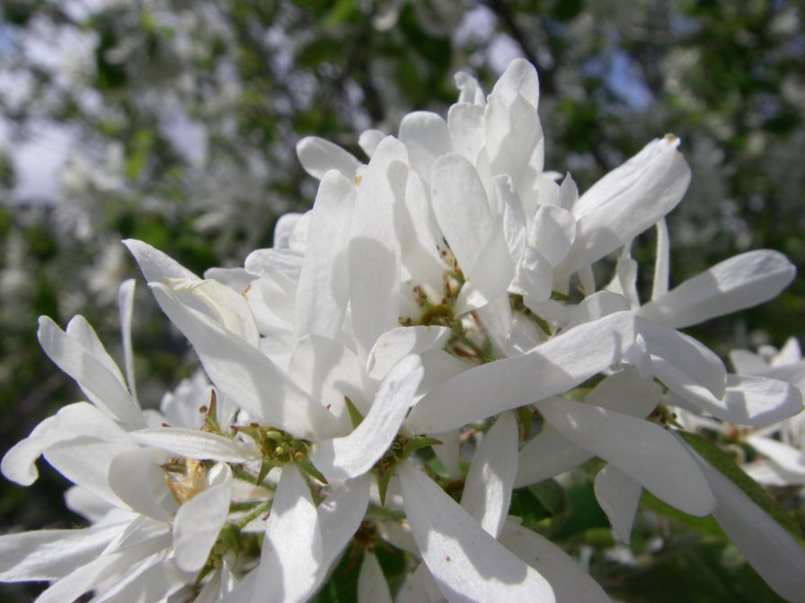 2009-04-06-014-Unknown-tree