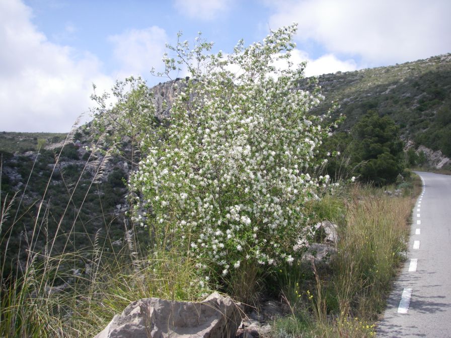 2009-04-06-015-Unknown-tree