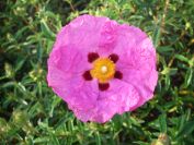 2009-04-07-002-Cistus