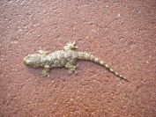 2009-04-07-003-Gecko