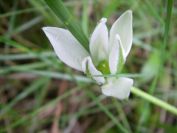 2009-04-07-004-Ornithogalum