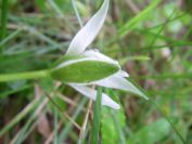 2009-04-07-005-Ornithogalum