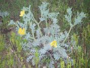2009-04-10-001-Horned-Poppy