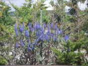 2009-04-11-007-Blue-Talls