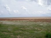 2009-04-11-008-Beach-Flora