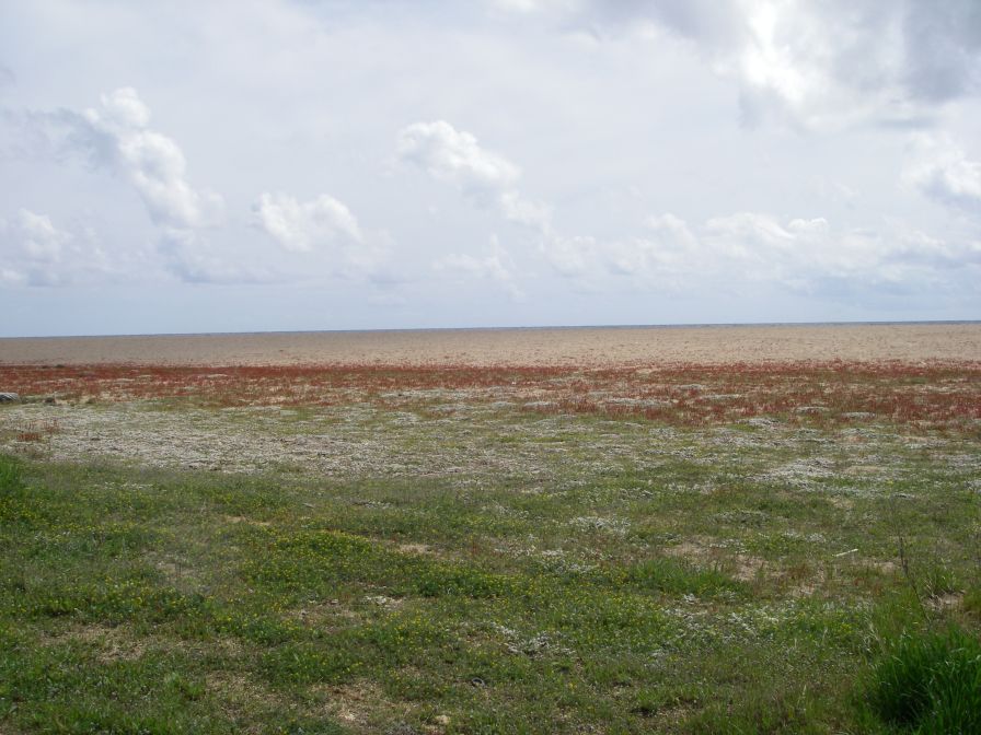 2009-04-11-008-Beach-Flora