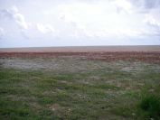 2009-04-11-009-Beach-Flora