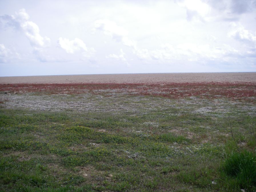 2009-04-11-009-Beach-Flora