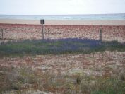 2009-04-11-010-Blue-Lupins