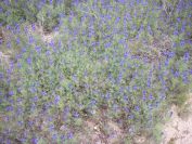 2009-04-11-011-Blue-Lupins