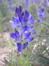 2009-04-11-012-Blue-Lupins