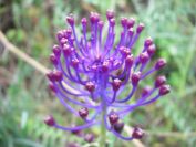 2009-04-12-002-Muscari