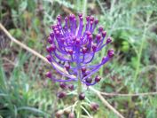2009-04-12-003-Muscari