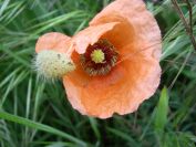 2009-04-12-004-Poppy