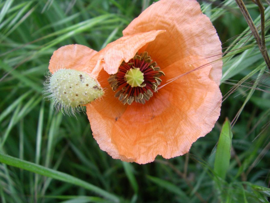 2009-04-12-004-Poppy