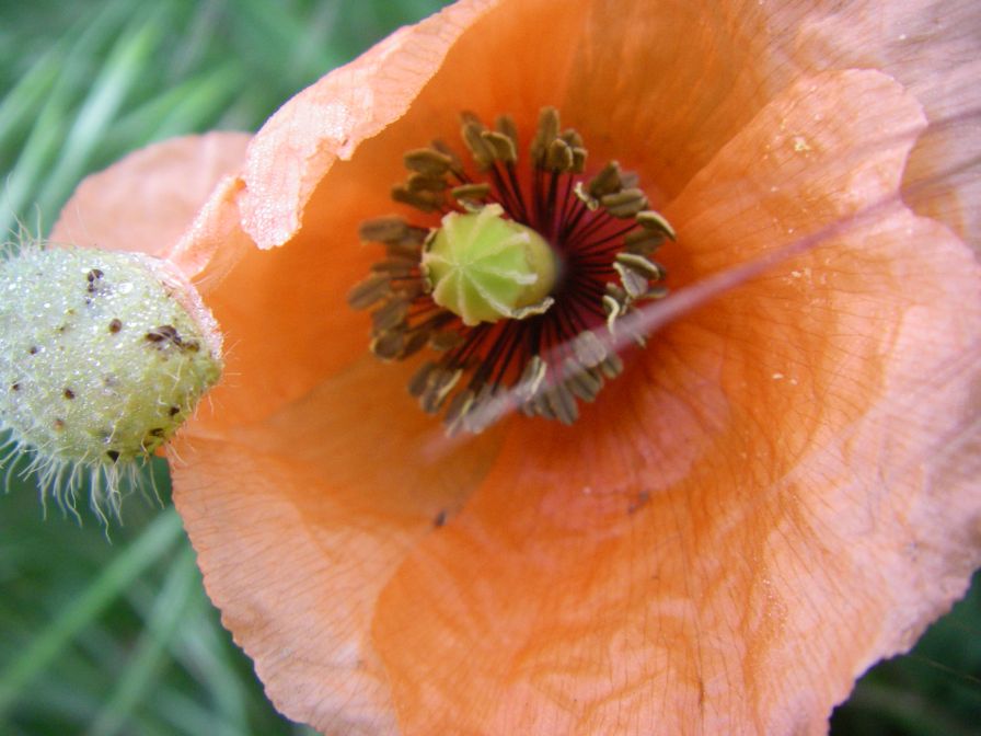 2009-04-12-005-Poppy