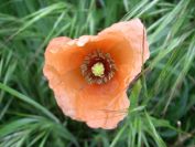 2009-04-12-006-Poppy
