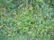 2009-04-12-007-Buttercup