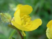 2009-04-12-008-Buttercup