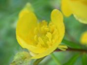 2009-04-12-009-Buttercup