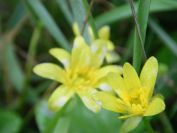 2009-04-12-010-Celendine