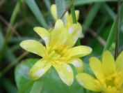 2009-04-12-011-Celendine