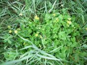 2009-04-12-012-Celendine