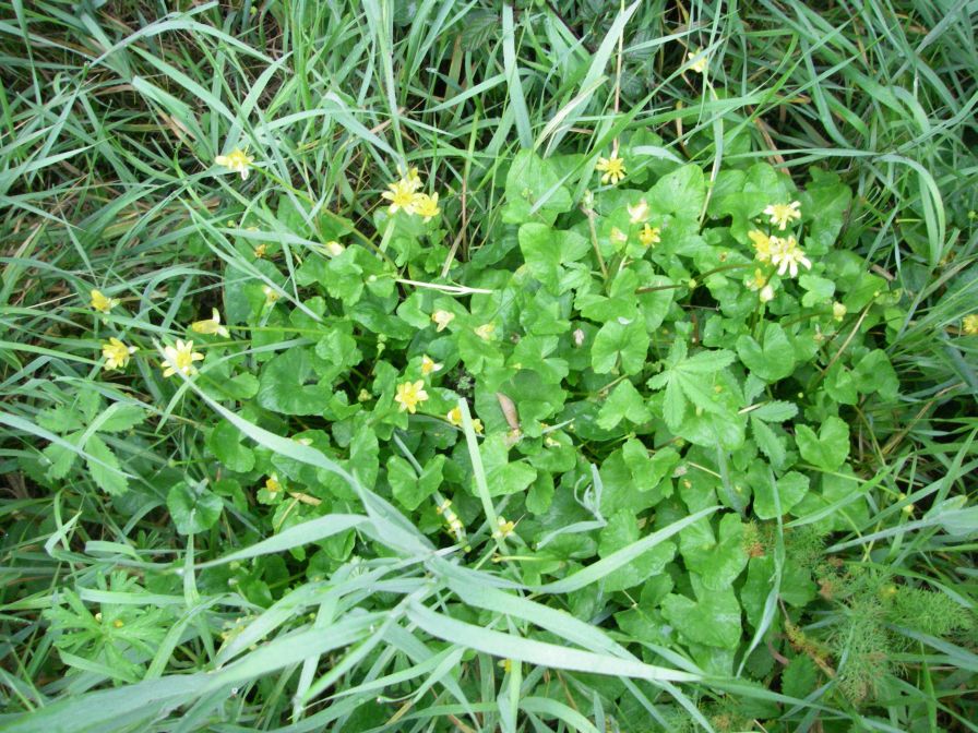 2009-04-12-012-Celendine