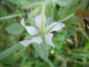 2009-04-12-013-Borago-White